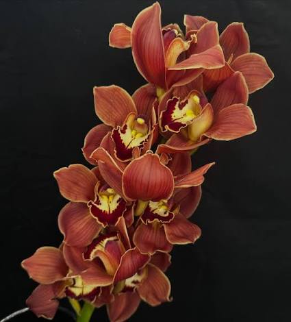 Cymbidium 茜の光 (50cm)