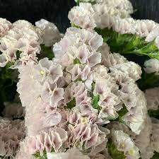 Limonium sinuatum Solomon (60cm)