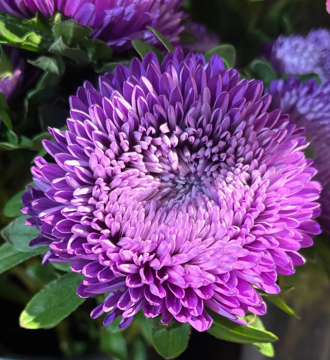 Aster Bob Deep Blue
