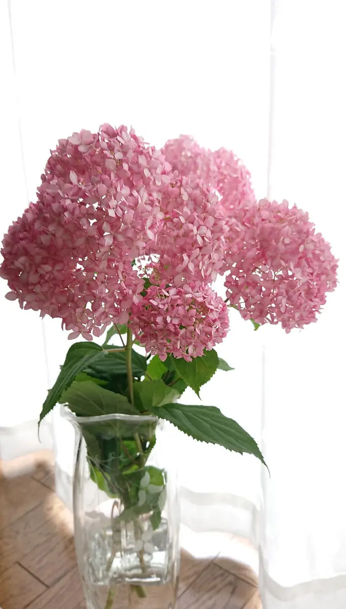 (PROMO!!) Hydrangea Annabelle Pink (秀 80cm)