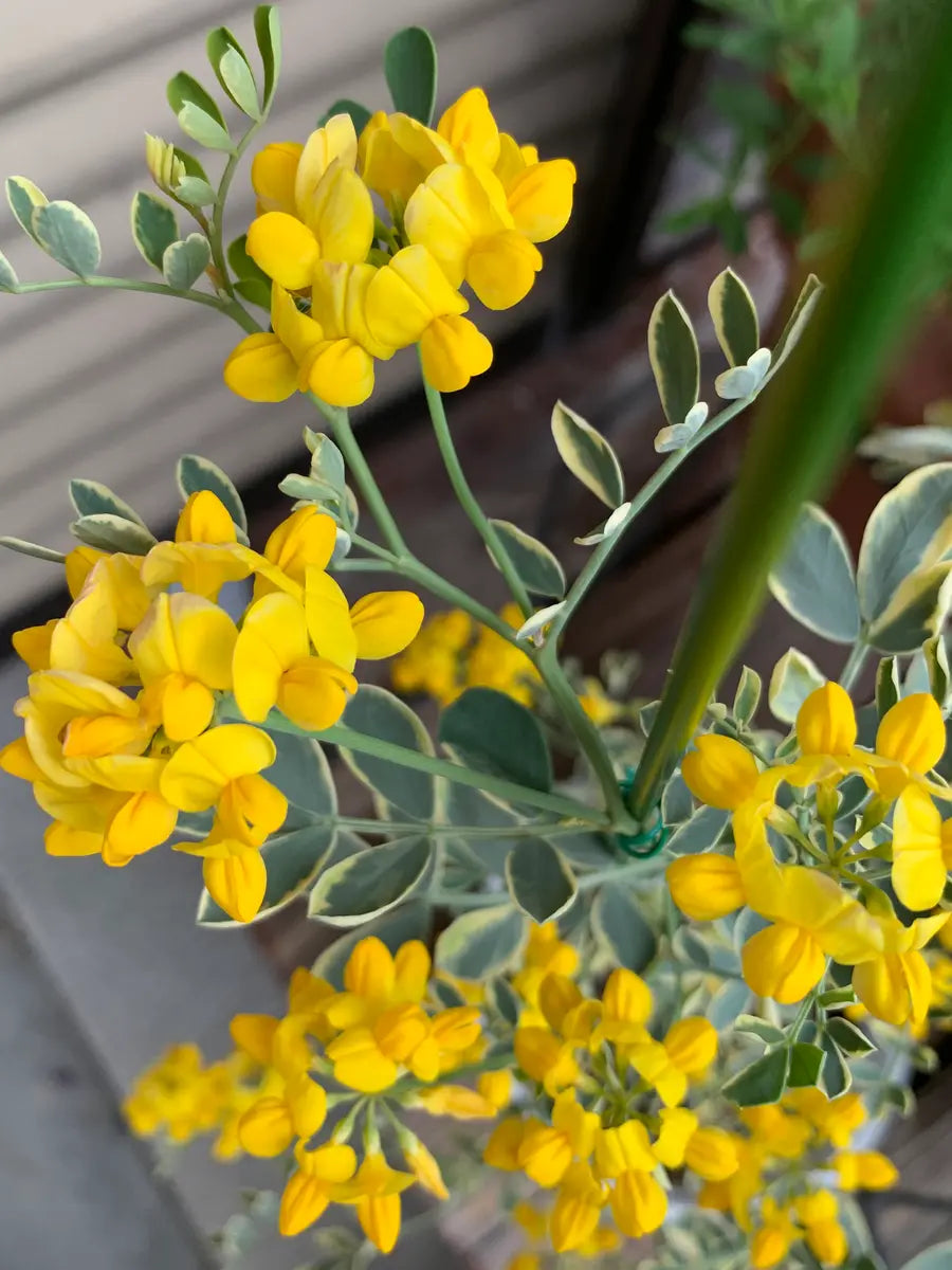 Coronilla valentina Yellow (50cm)