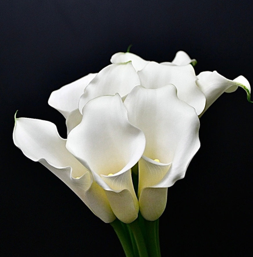 Calla White Flirt (60cm)