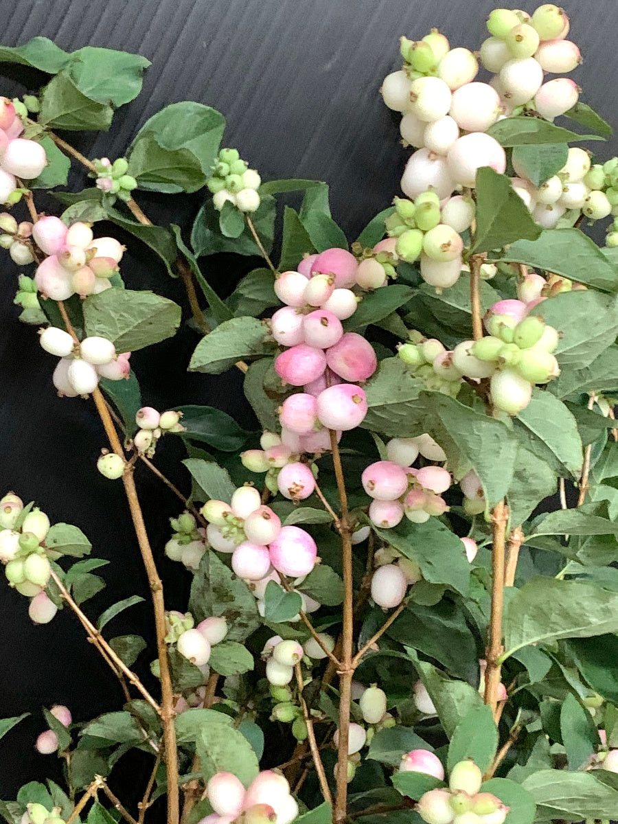 Symphoricarpos Charming Fantasy (70cm)