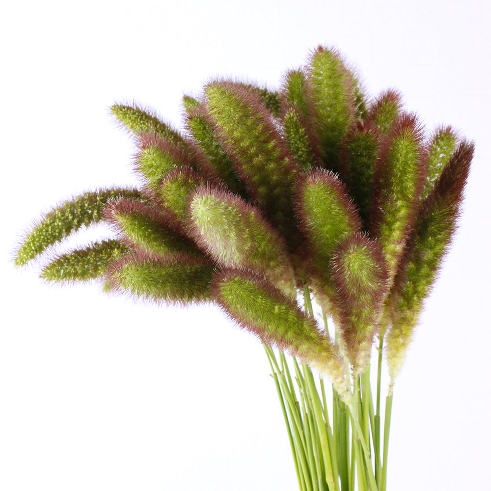 Setaria italica 紅孔雀 (60cm)