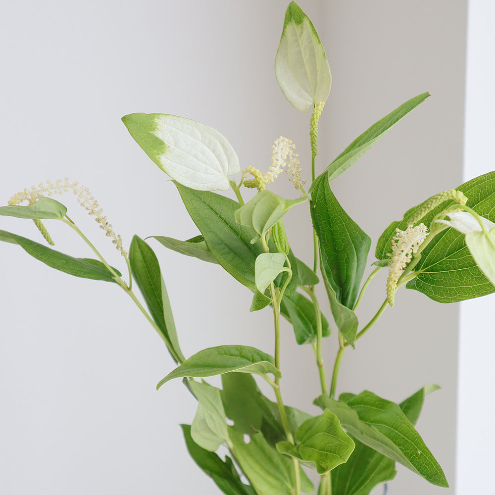 Saururus chinensis Hangeshou 半夏生 (45-55cm)