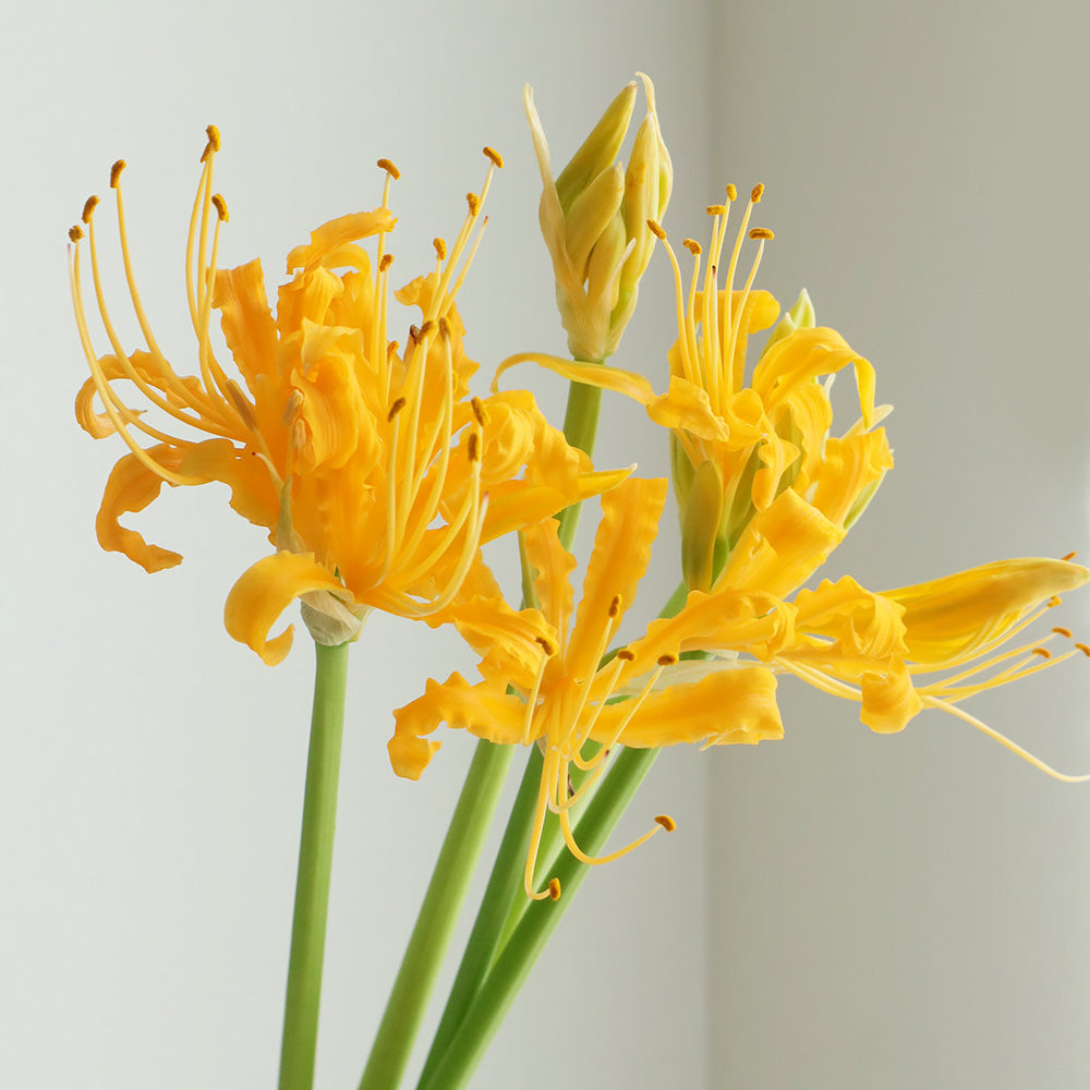 Lycoris Caldwellii (40cm)