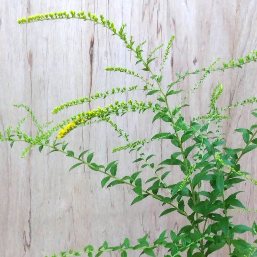 Solidaster Fireworks (100cm)