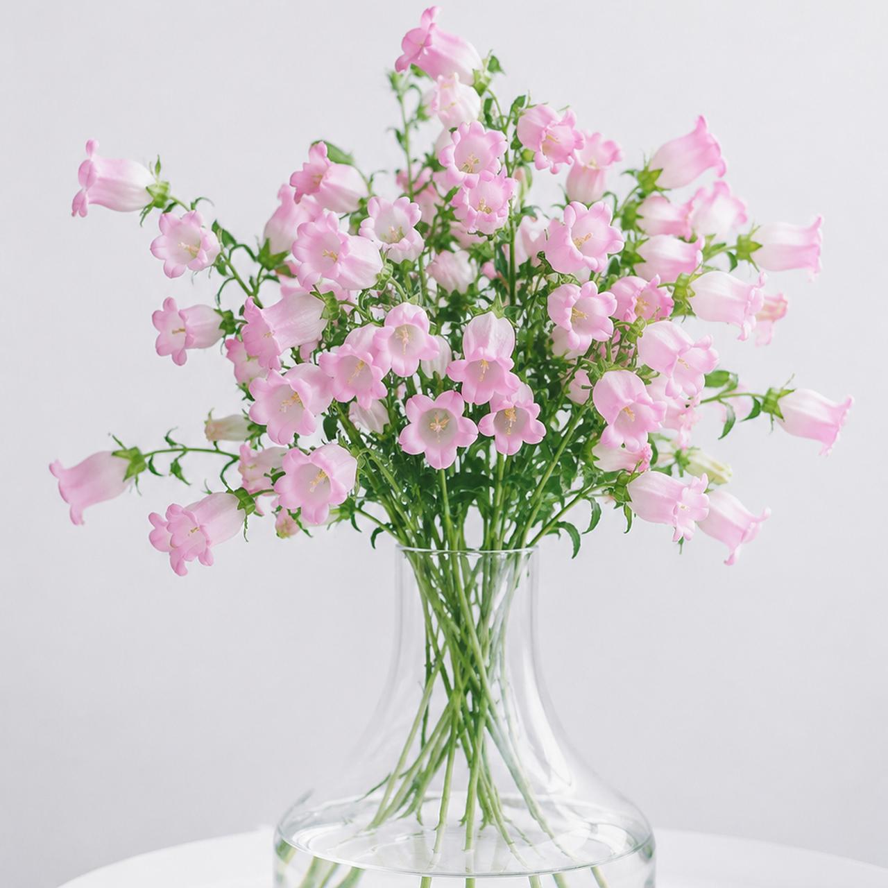 Campanula Champion Pink (秀 60cm)