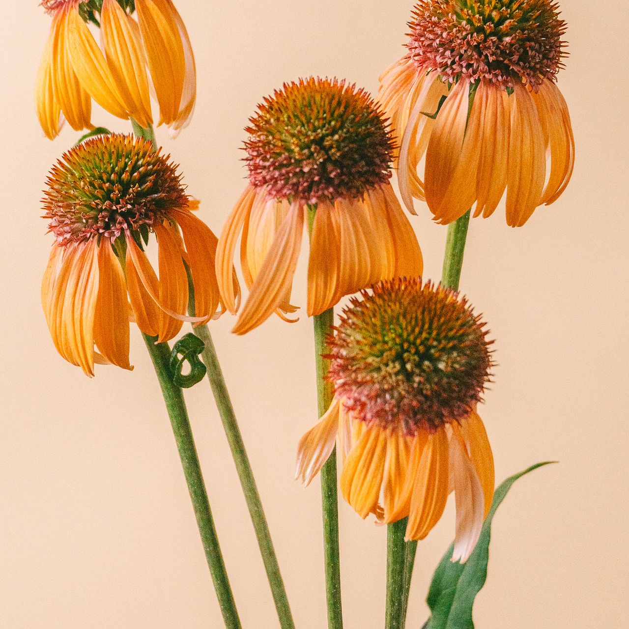 Echinacea Samantha (60cm)