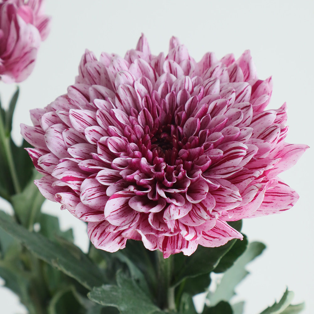 新入荷!! Chrysanthemum Pip