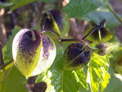 Physalis Alkekengi 黑鬼灯 (60cm)