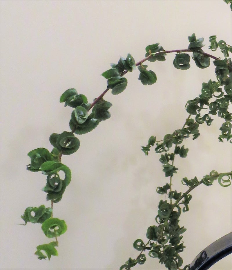Salix Curl Glass Willow 勾玉柳