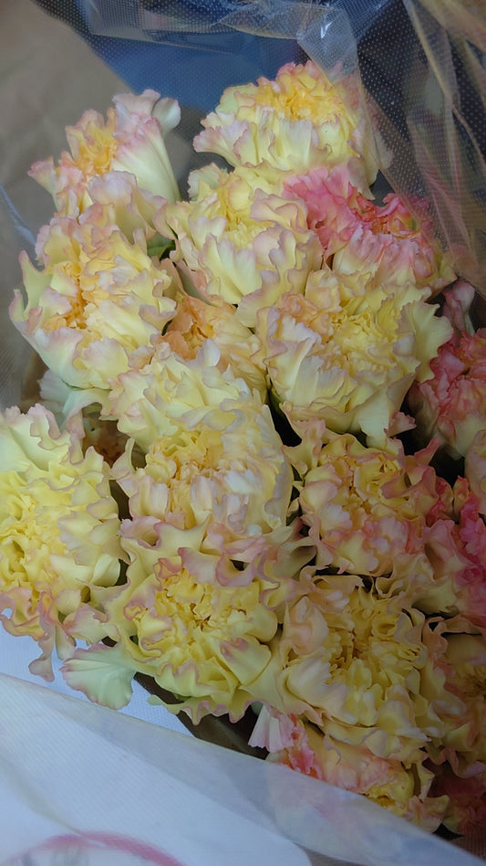 (Clearance Sale) Carnation Aurora Orange (65cm)