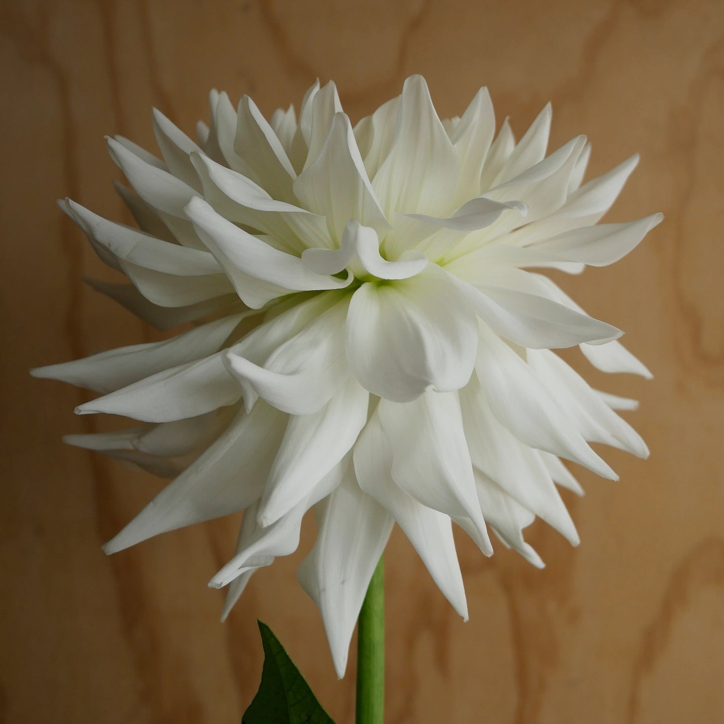 Dahlia 奇跡 Kiseki (60cm)