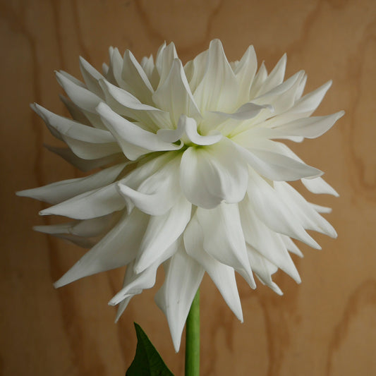 Dahlia 奇跡 Kiseki (60cm)