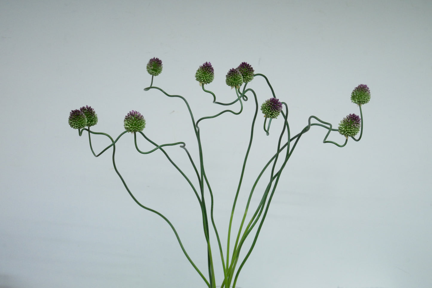 !! Anniversary Promo !! Allium Dancing Tancho (60cm)