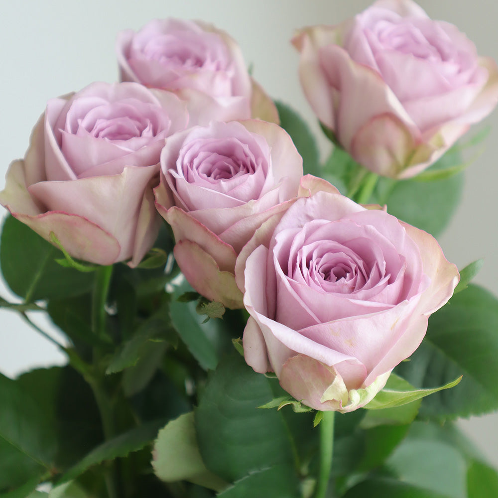 Lilac Classic (60cm)