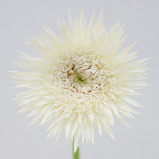 (Clearance Sale) Gerbera Sasame Yuki