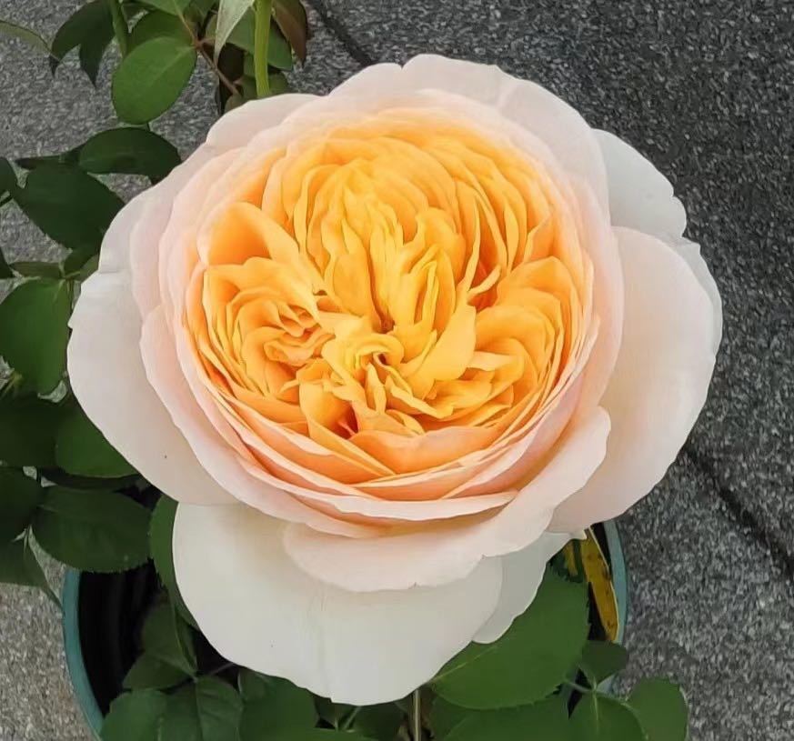 Juliet (50-60cm)