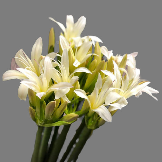 Lycoris White Moon (60cm)