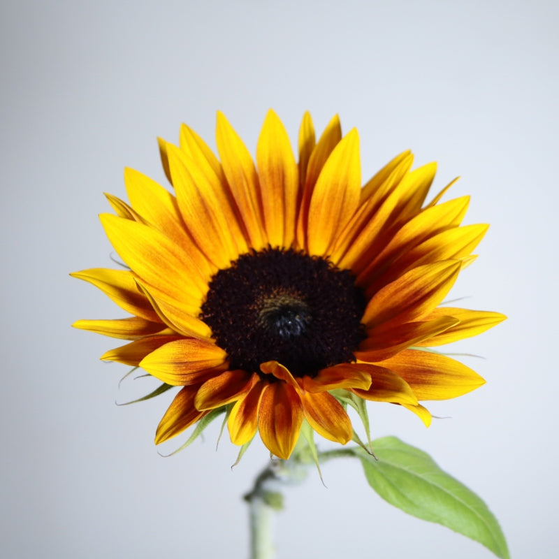Helianthus
