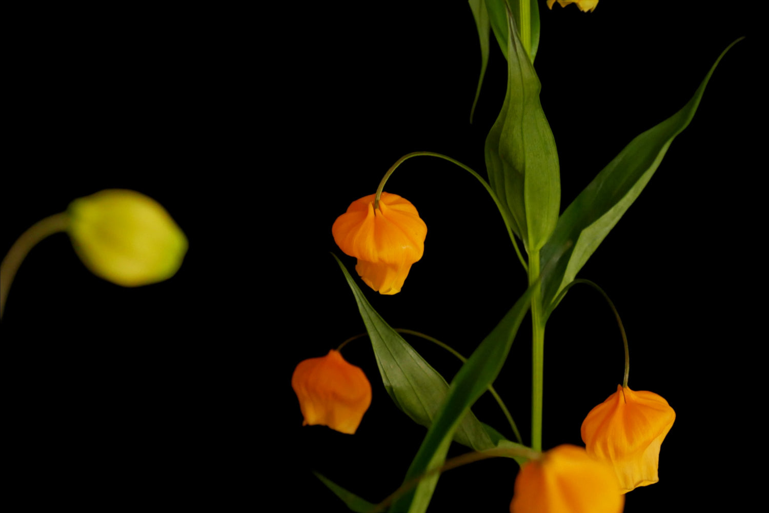 All Cut Flower (Mother's Day Pre Order) ETA 8 May 2025