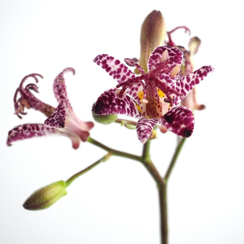 Toad Lily (60cm)