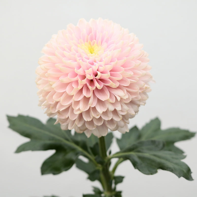 Chrysanthemum Opera Pink