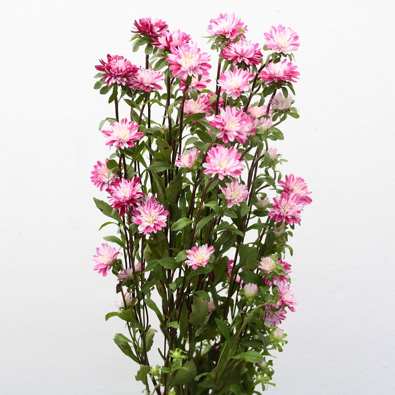 Aster Cocotte Marble Red (70cm)