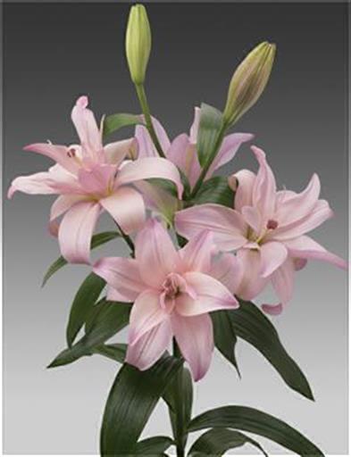 Lilium Bentley