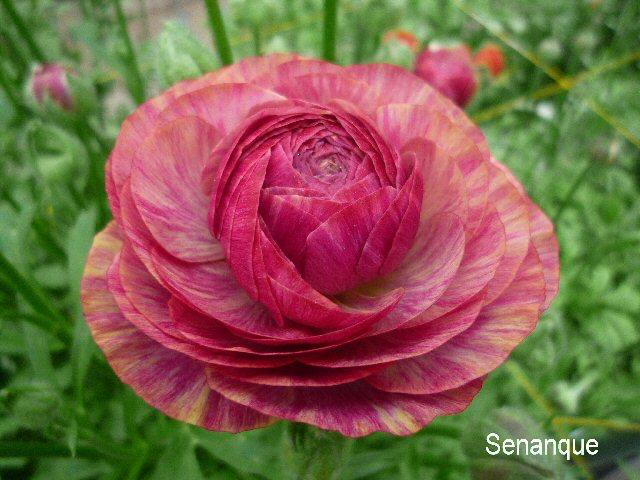 Ranunculus Senanque