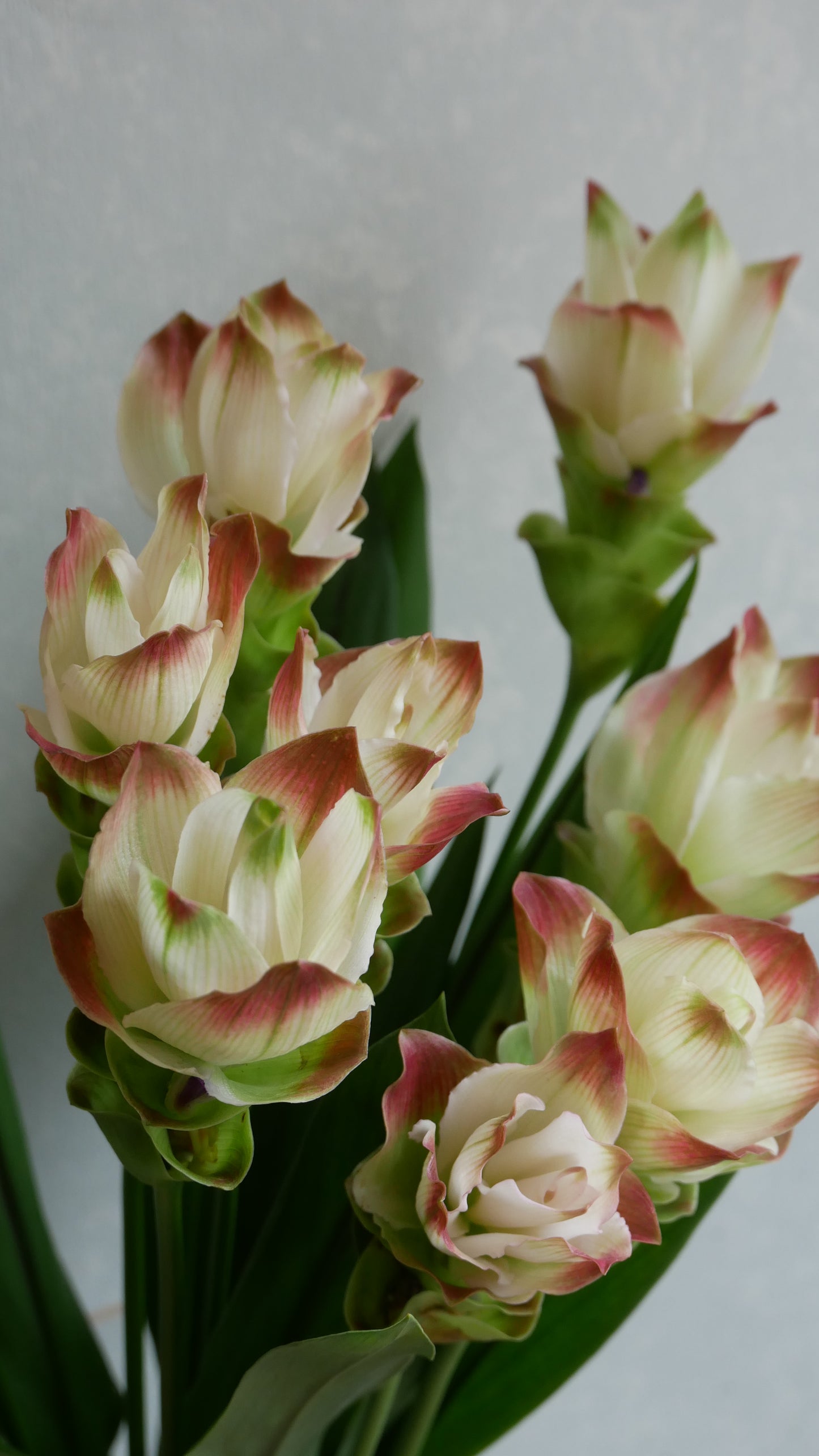 Curcuma Siam Solar