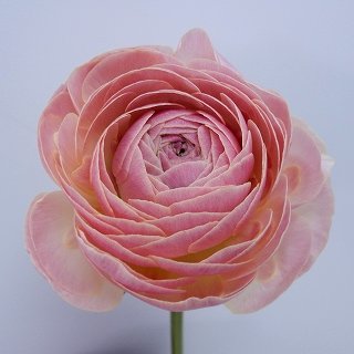 Ranunculus Thasos (SELECT)