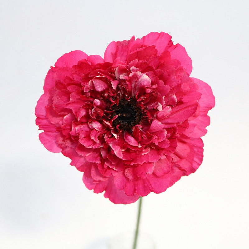 Ranunculus Charlotte Rose (CNY Pre Order)