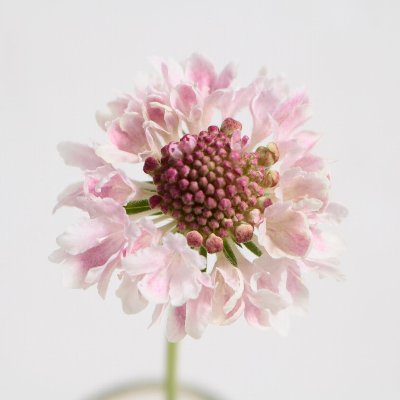 Scabiosa Strawberry Milk (50cm)