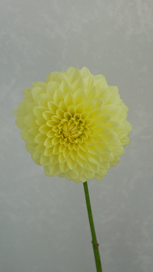【月見】新入荷!! Dahlia 光の矢 (50cm)
