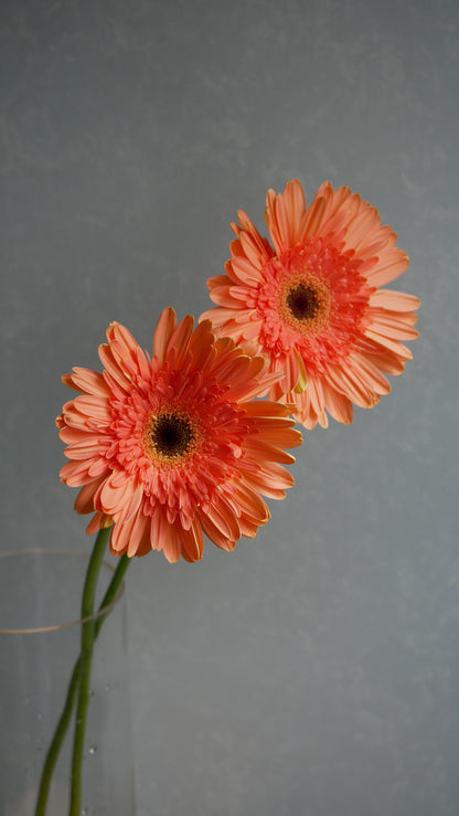 Gerbera Colin (50cm)