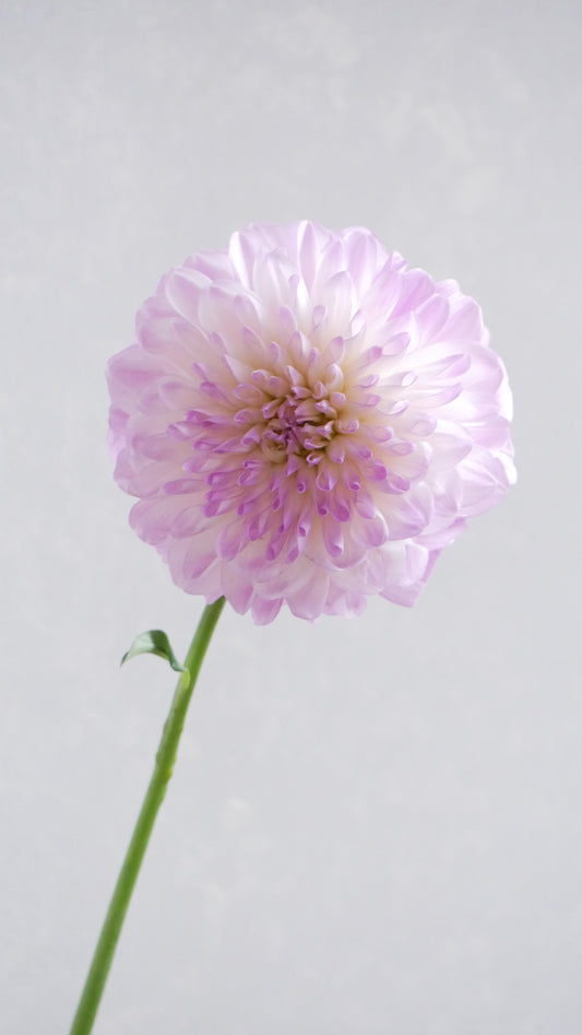 新入荷!! Dahlia Namahage Cute (50cm)