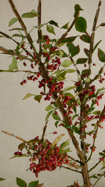 Euonymus alatus 錦木 (Autumn Colour) (120cm)