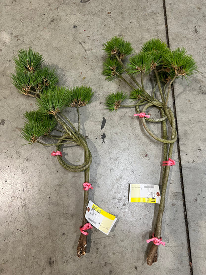 お菊の松（結び）