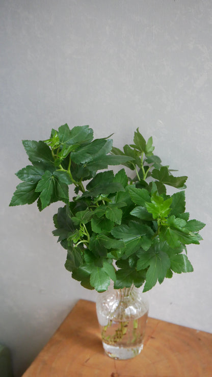 Rubus Iroha 木莓葉 (30cm)