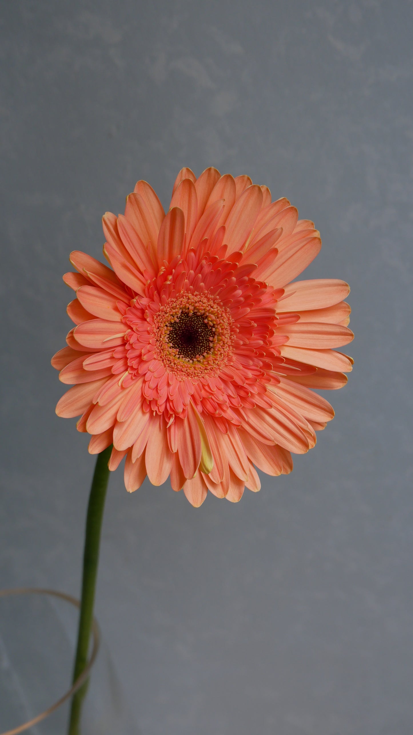 Gerbera Colin (50cm)