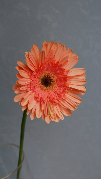 Gerbera Colin (50cm)