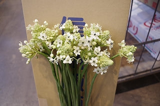 Ornithogalum Sanderci