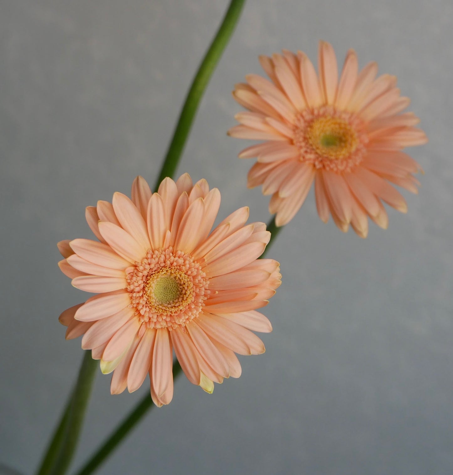 Gerbera Minou