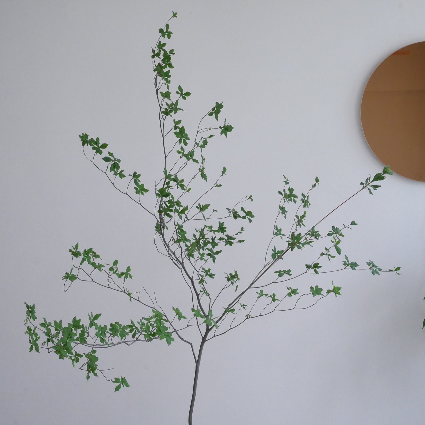 Enkianthus (180 cm)