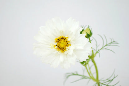 !! Anniversary Promo !! Cosmos Double Click Mix (Random Colour)