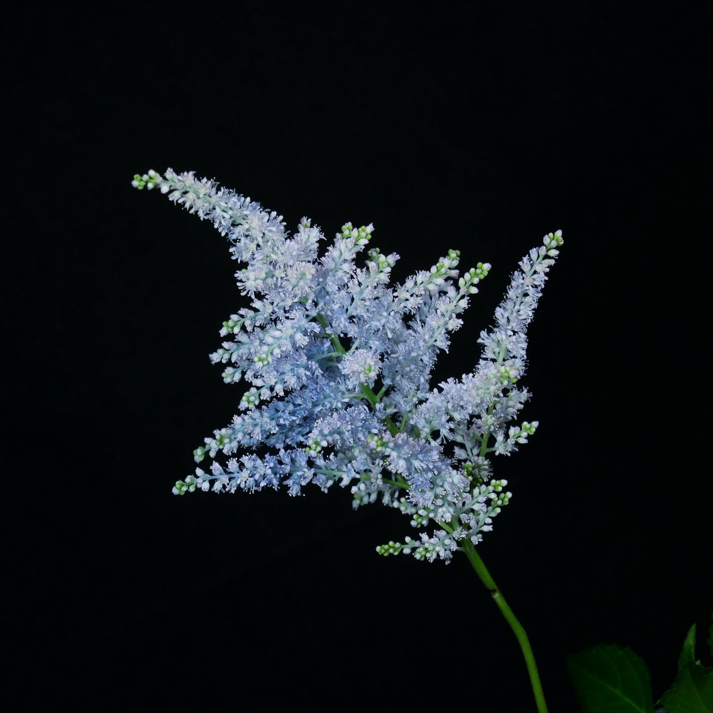 Astilbe Tinted Light Blue