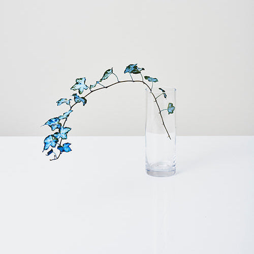 Hedera helix Ocean Blue - Tinted (Ivy) (60cm)