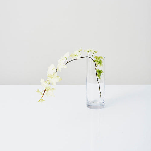Hedera helix White Cecilia (Ivy) (40cm)